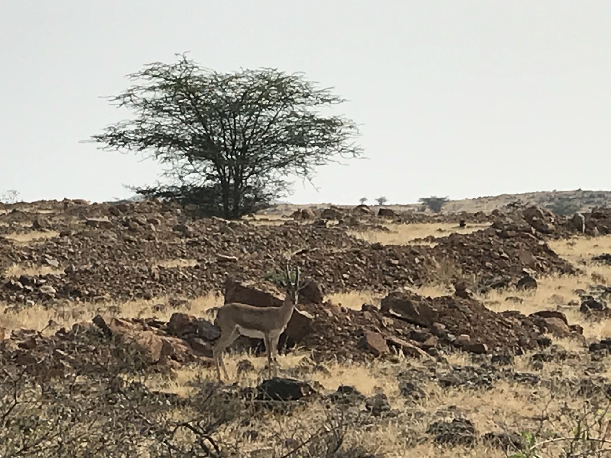 A deer standing among the rocks below a flat-topped tree