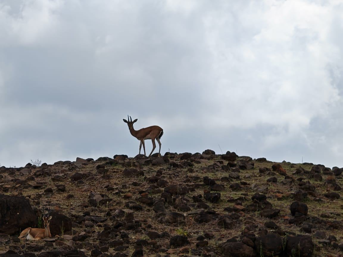 Deer on hill