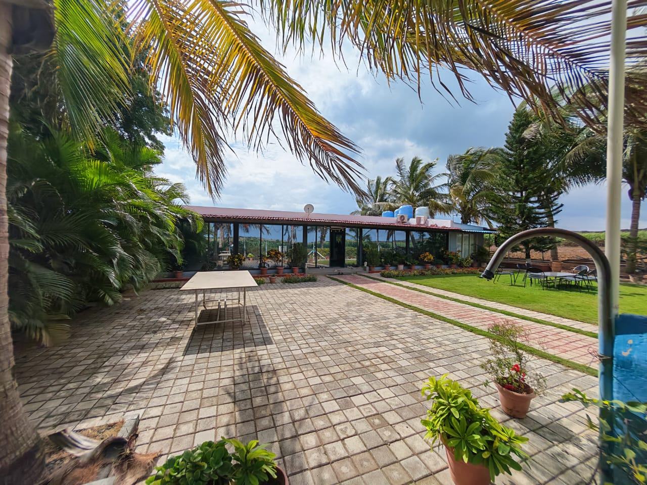 House courtyard palms