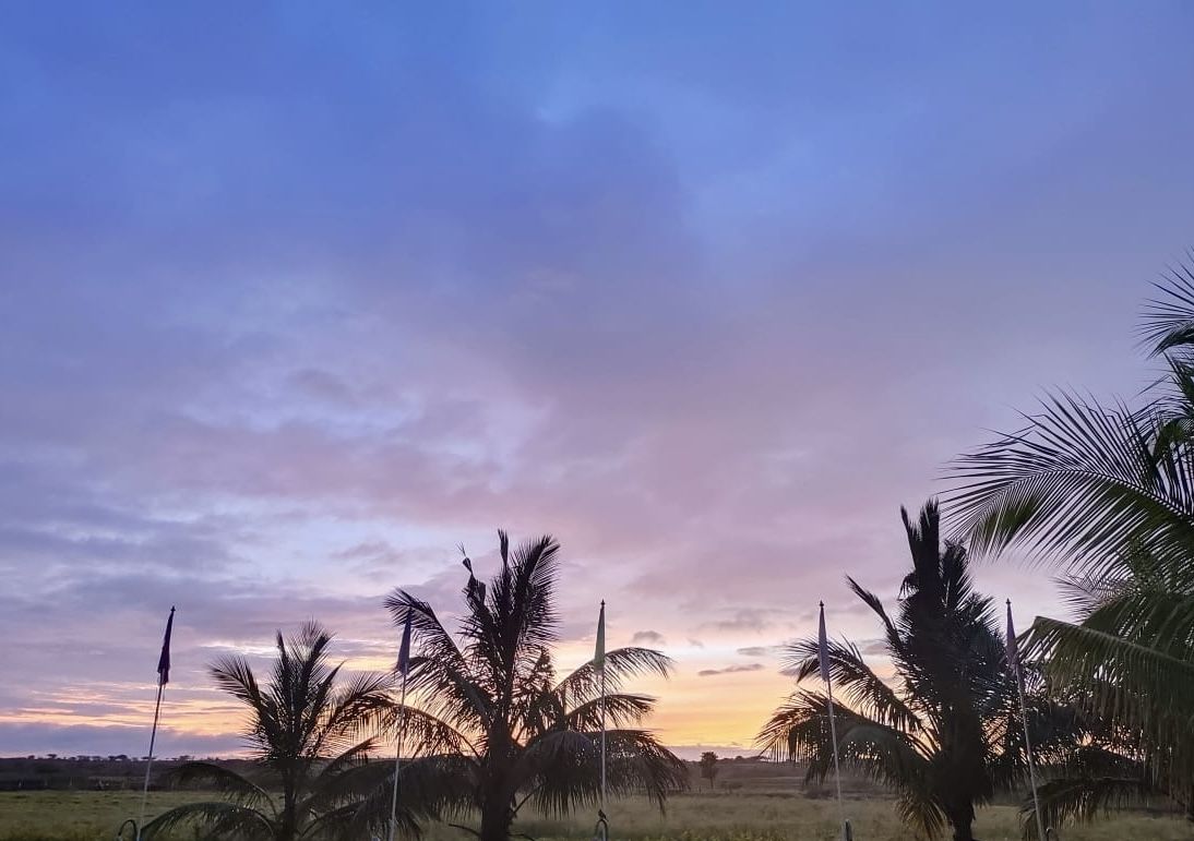 Purple dawn over the palms