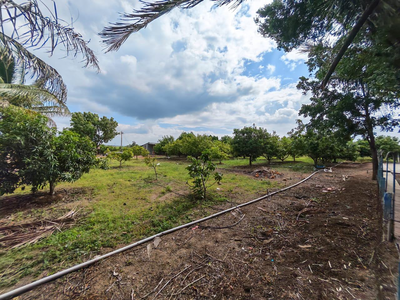 Mango orchard