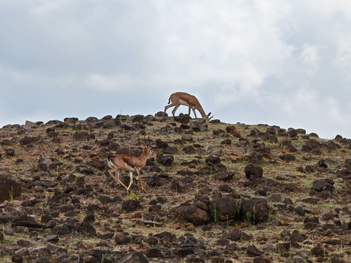 Deer grazing hill