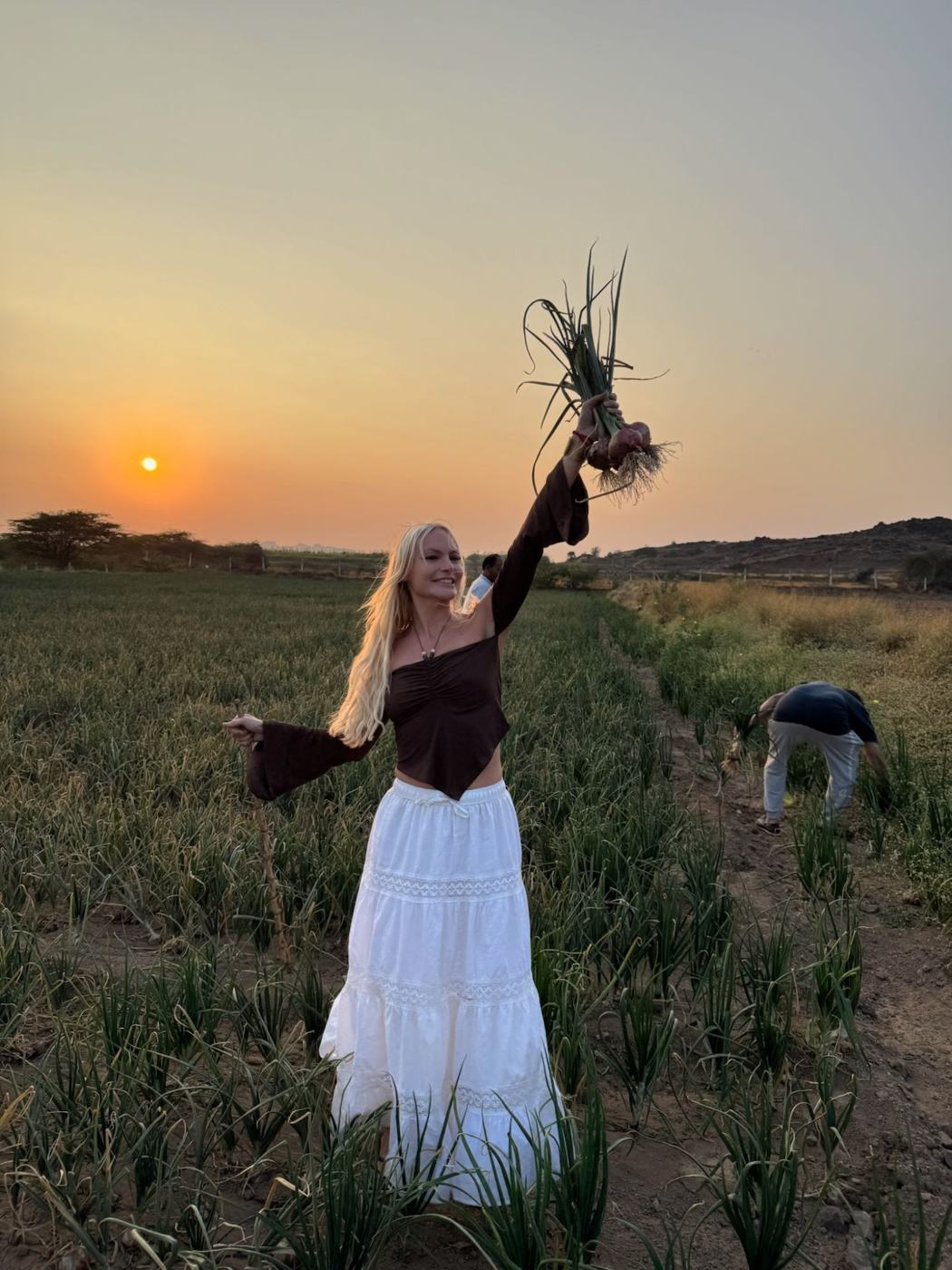 Pulling onions at sunset