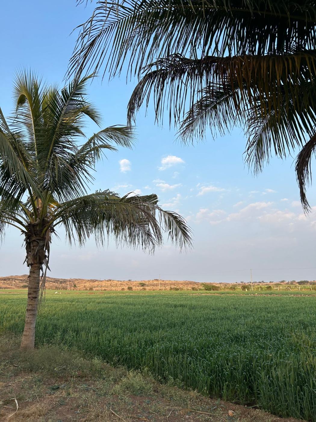 Palm green field