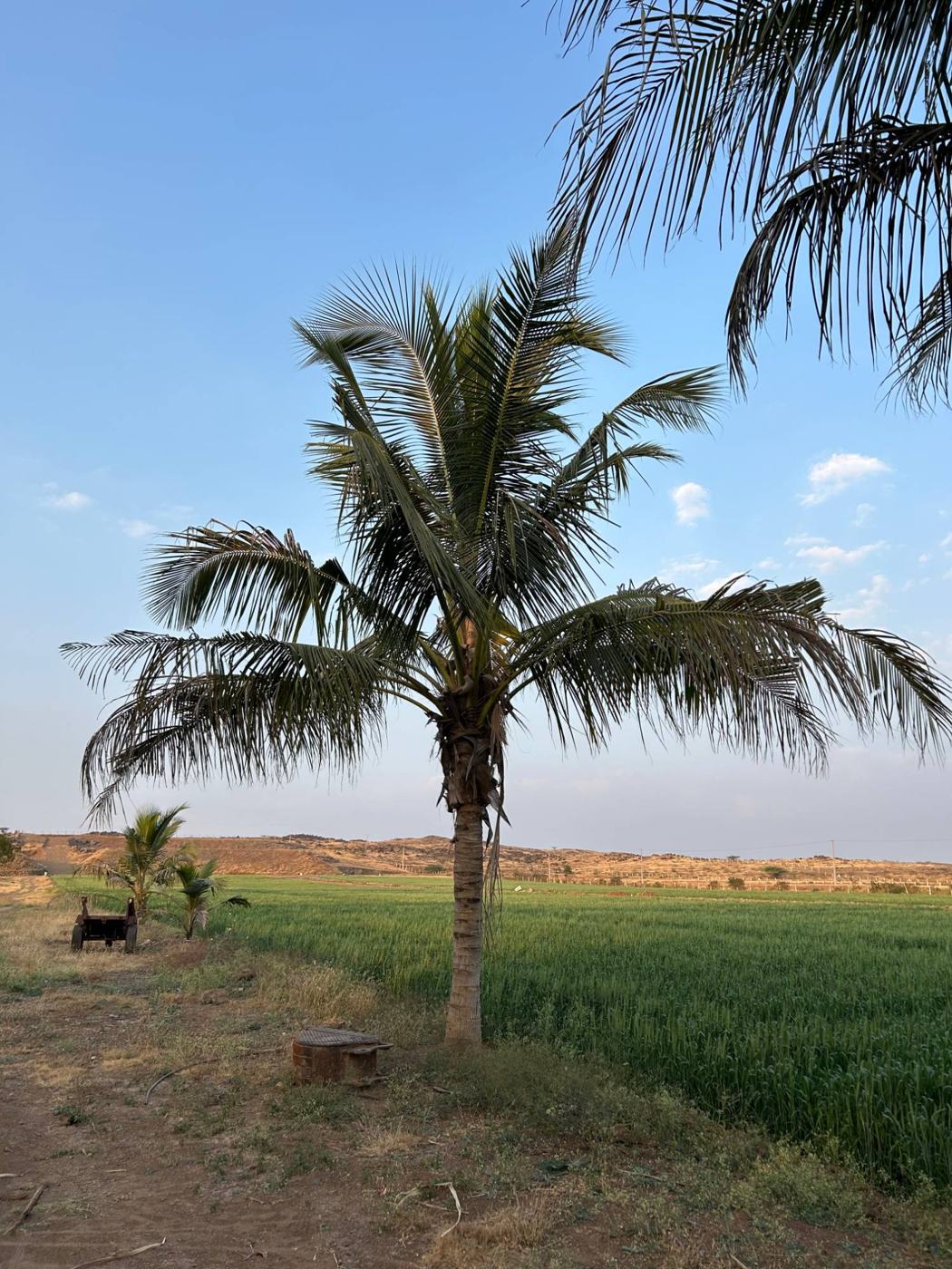 Palm field hills