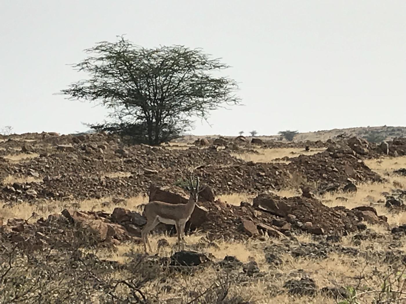 Deer acacia tree