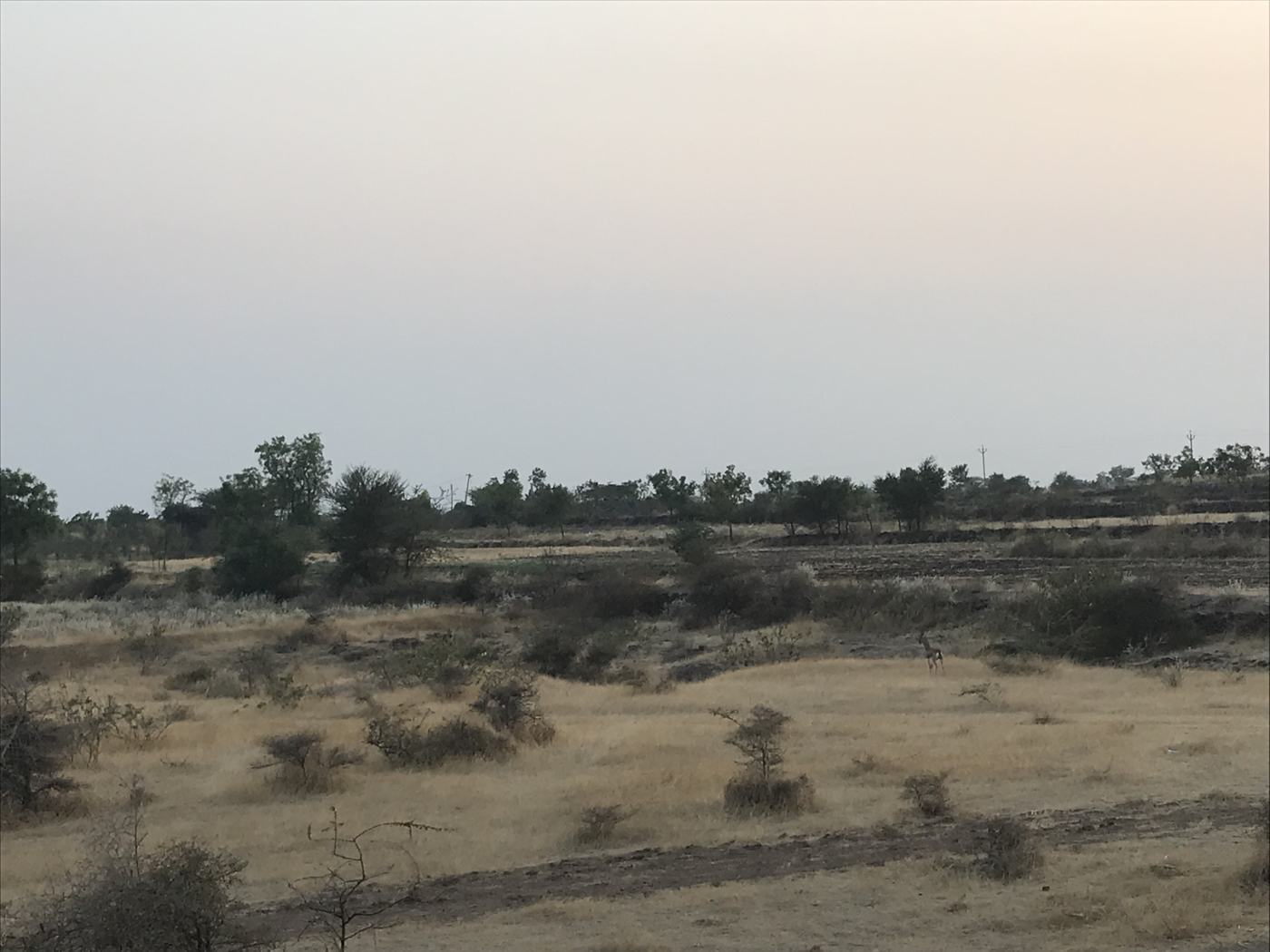 Scrubland haze