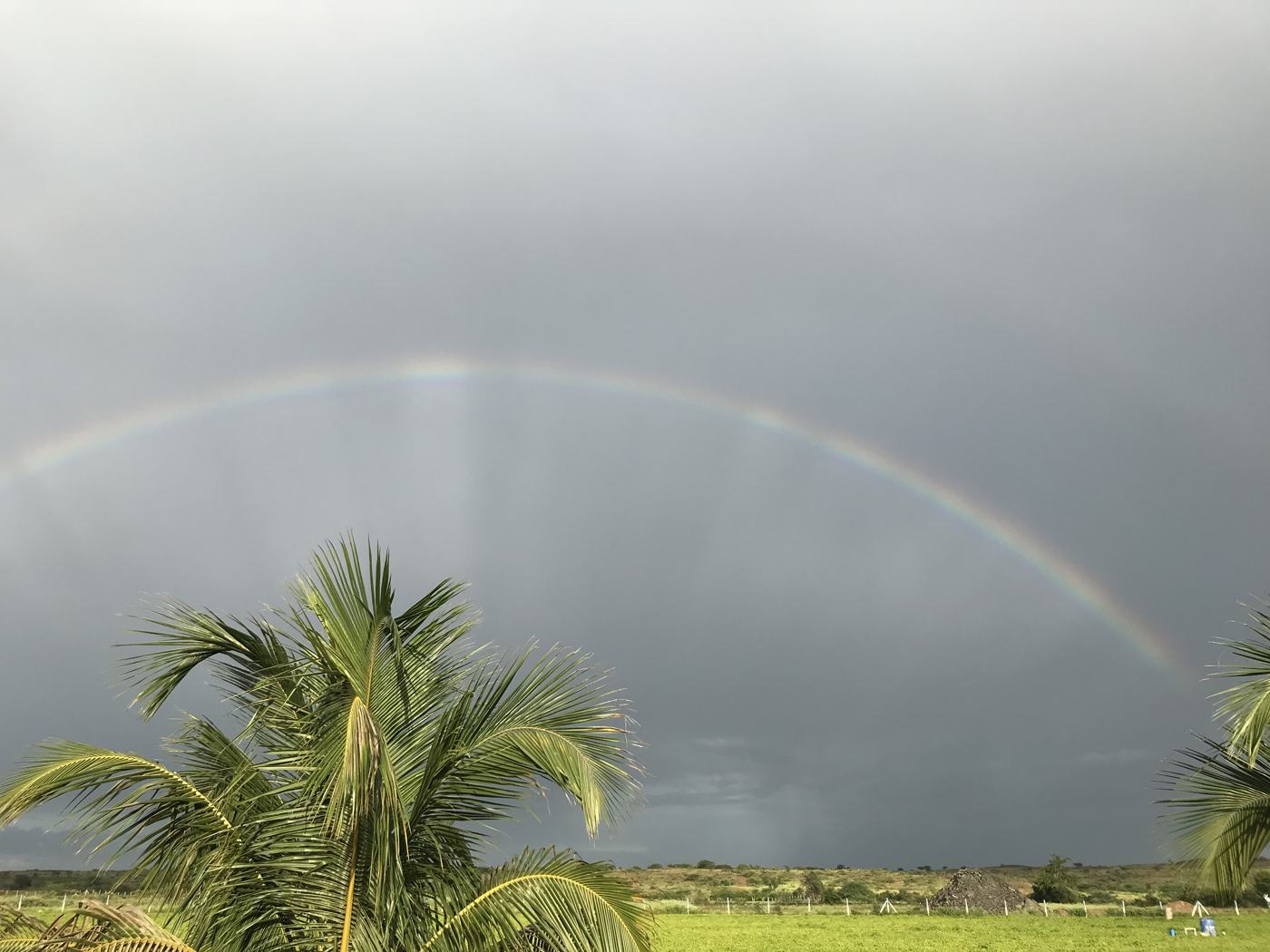 Rainbow palms