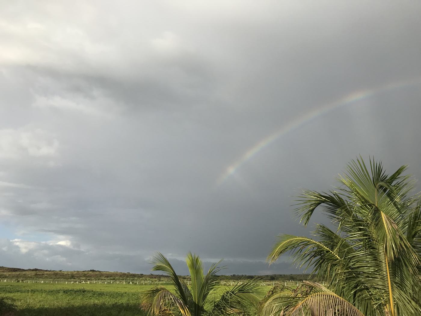 Rainbow palms