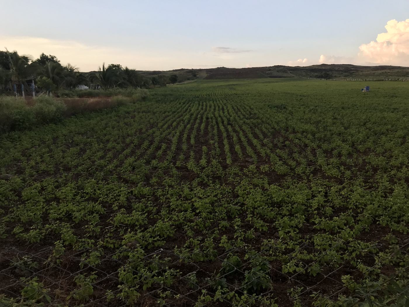 Crop field