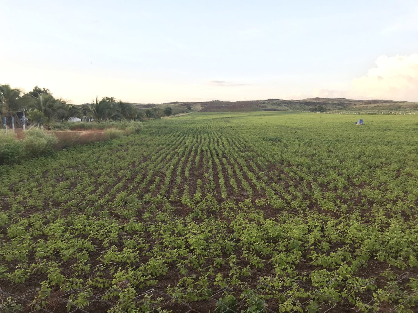 Crop field