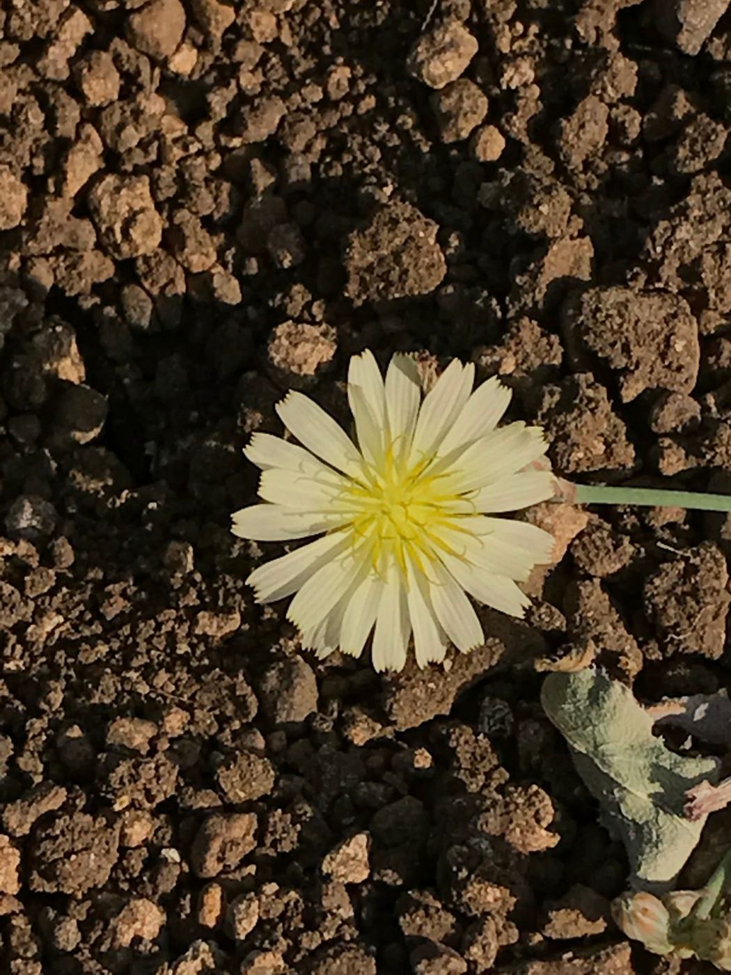 Flower yellow