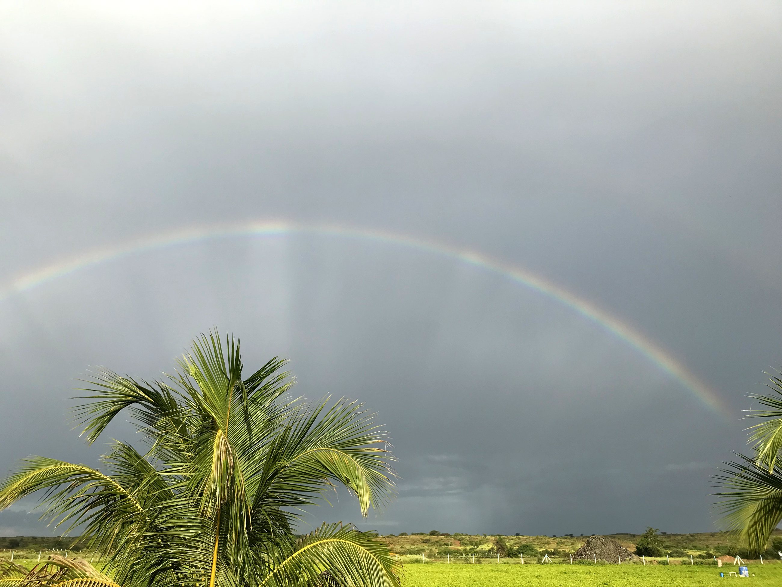 A rainbow over the coconut palms after rain