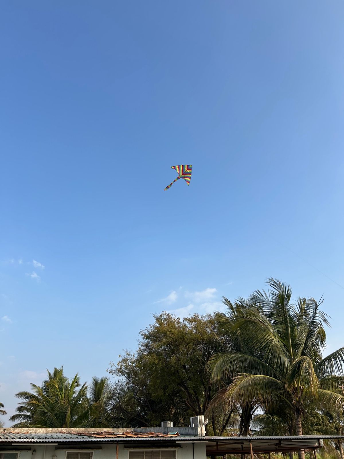 A rainbow kite flying above the farmhouse roof and palms