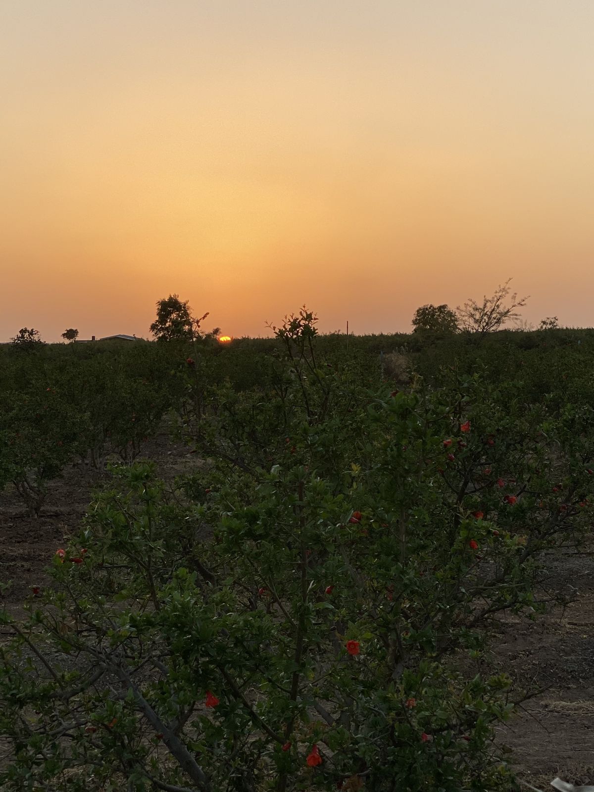 Orchard at sunset